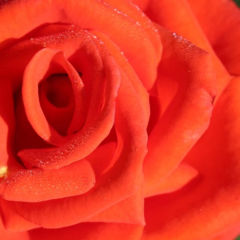 Meet your Posher, Lily